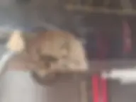 Автосервис Imperial